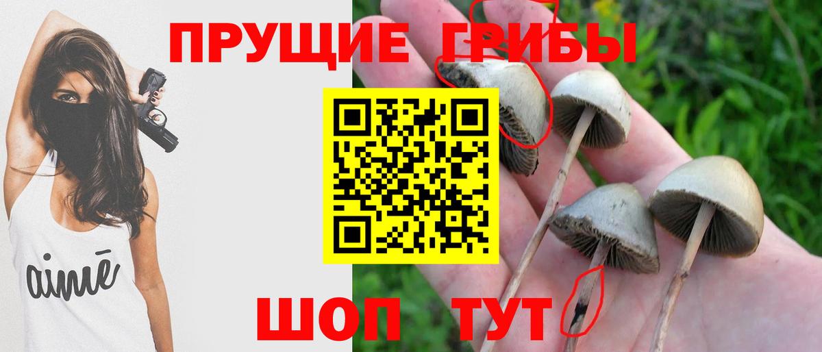 Фролово  Галлюциногенные грибы MAGIC MUSHROOMS  Псилоцибиновые грибы прущие грибы  Вход с VPN 